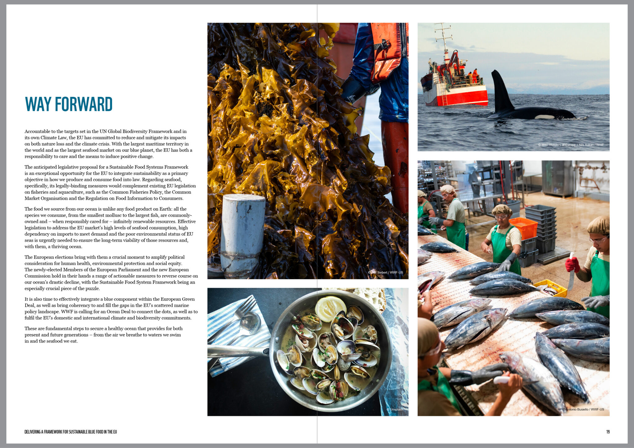 WWF Seafood report design_10